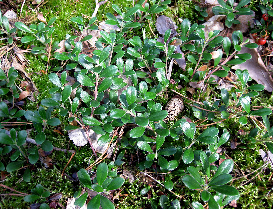 Image of Arctostaphylos uva-ursi specimen.