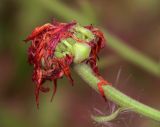 Calendula officinalis