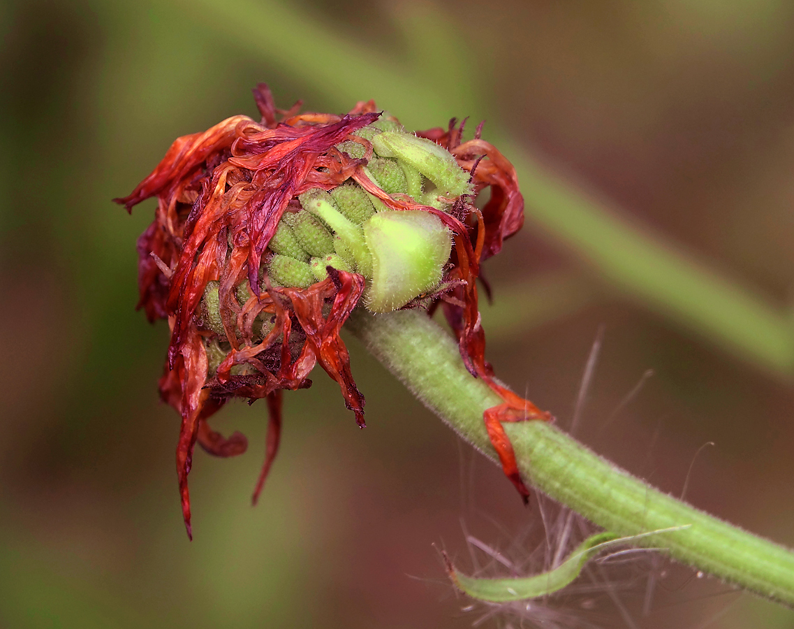 Image of Calendula officinalis specimen.