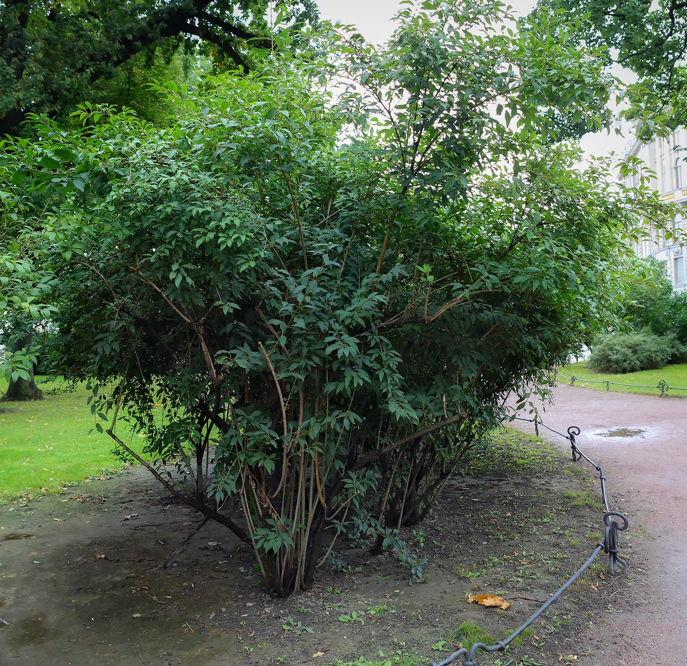 Image of genus Forsythia specimen.