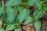 Cynanchum insipidum