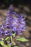 род Plectranthus. Соцветия и листья. Испания, автономное сообщество Каталония, провинция Жирона, комарка Баш-Эмпорда, муниципалитет Палафружель, ботанический сад \"Кап-Роч\". 08.10.2020.