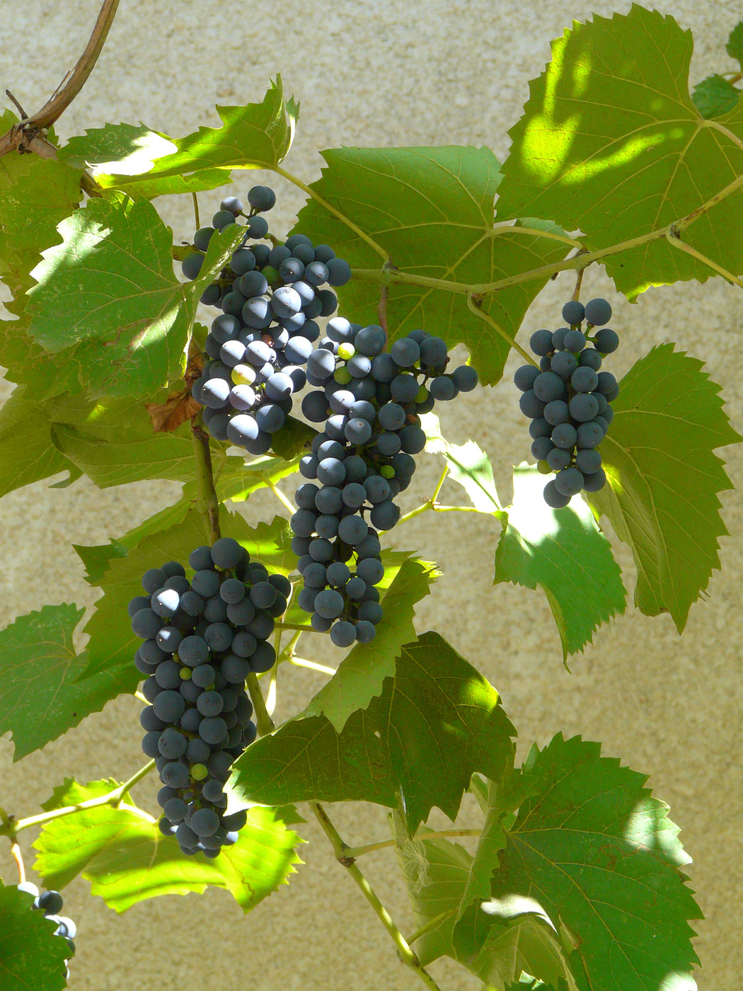 Image of Vitis × bacoi specimen.