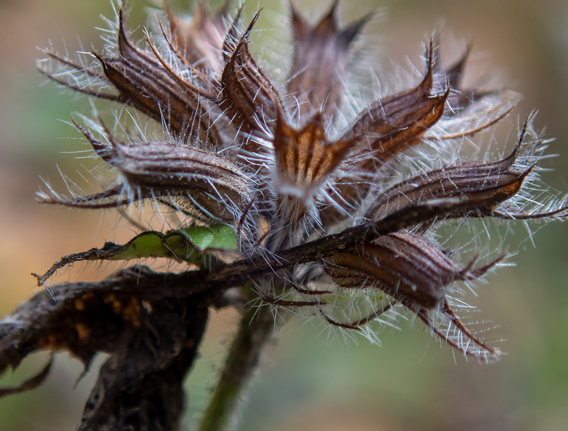 Image of Clinopodium vulgare specimen.