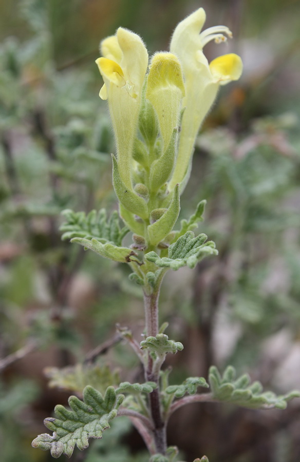 Изображение особи Scutellaria orientalis.