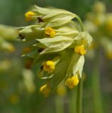 Primula veris