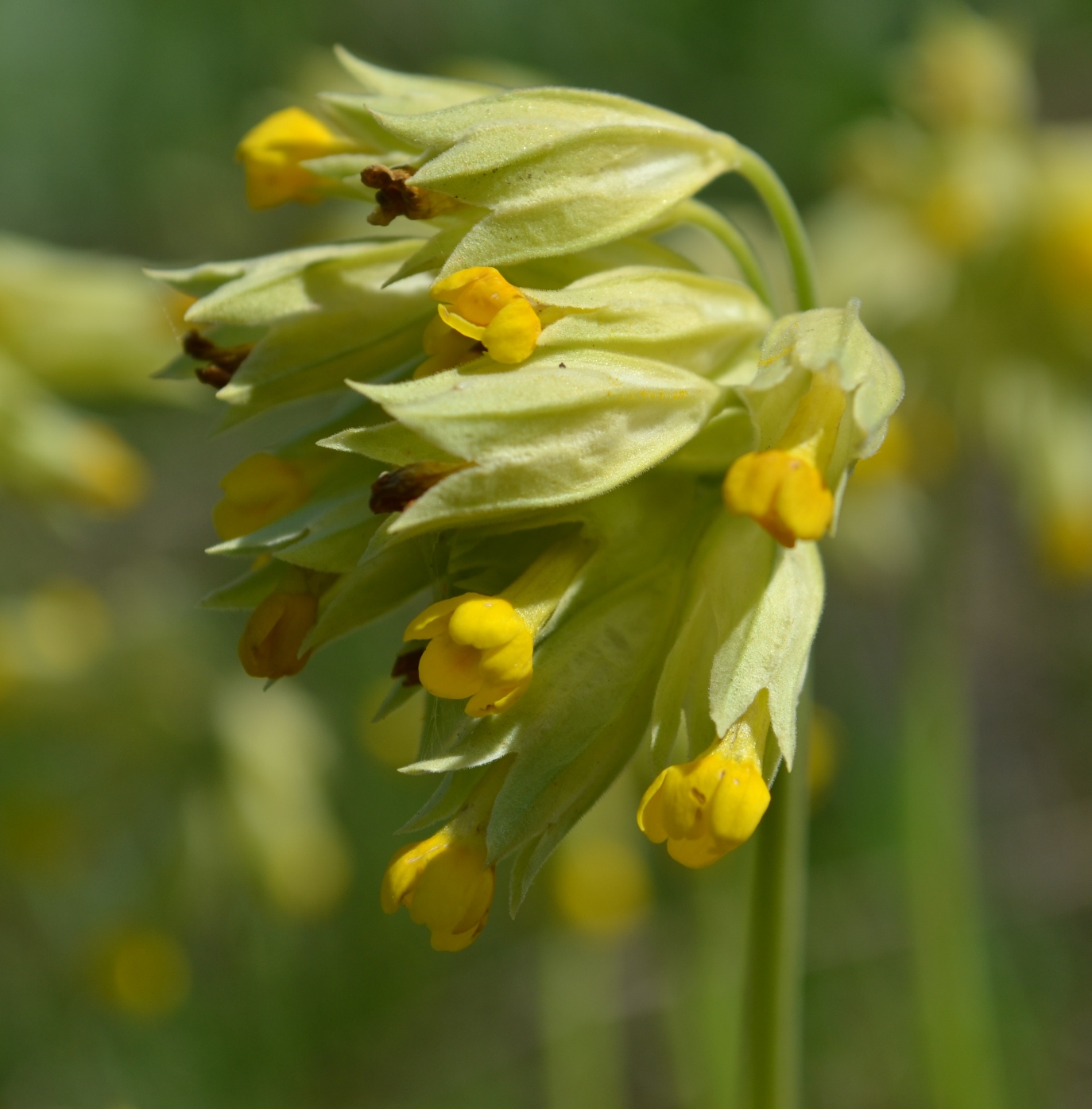 Image of Primula veris specimen.