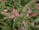 Persicaria maculosa