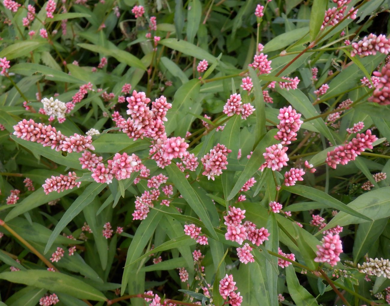 Image of Persicaria maculosa specimen.