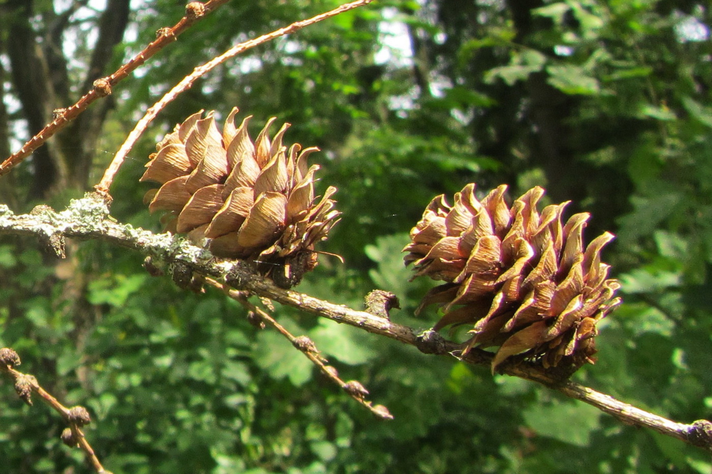 Изображение особи Larix kaempferi.