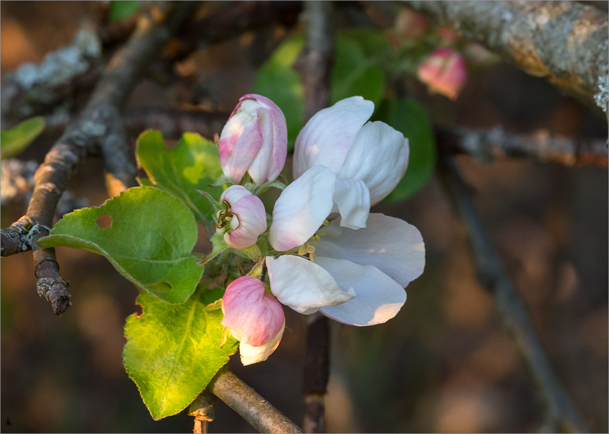 Изображение особи Malus domestica.