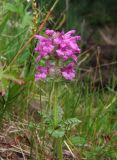 Pedicularis verticillata. Верхушка цветущего побега. Магаданская обл., Ольский р-н, окр. быв. пос. Атарган, руч. Атарган, на берегу. 06.07.2017.