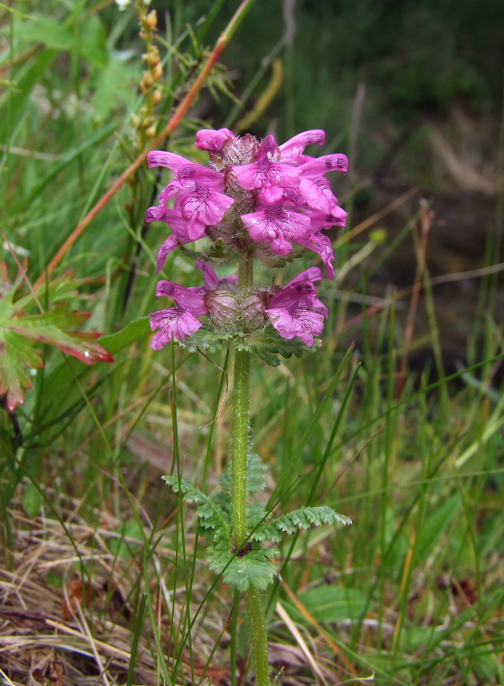 Изображение особи Pedicularis verticillata.