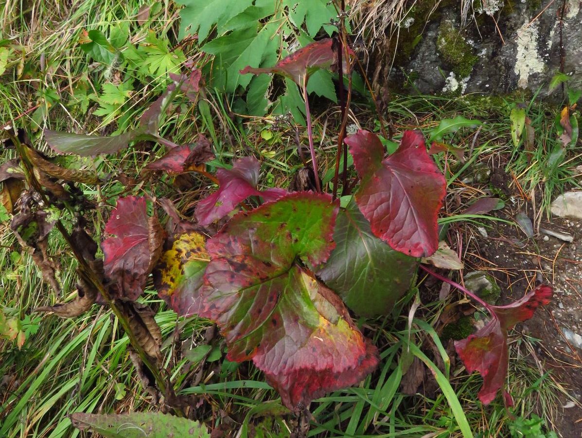 Image of Ligularia sibirica specimen.