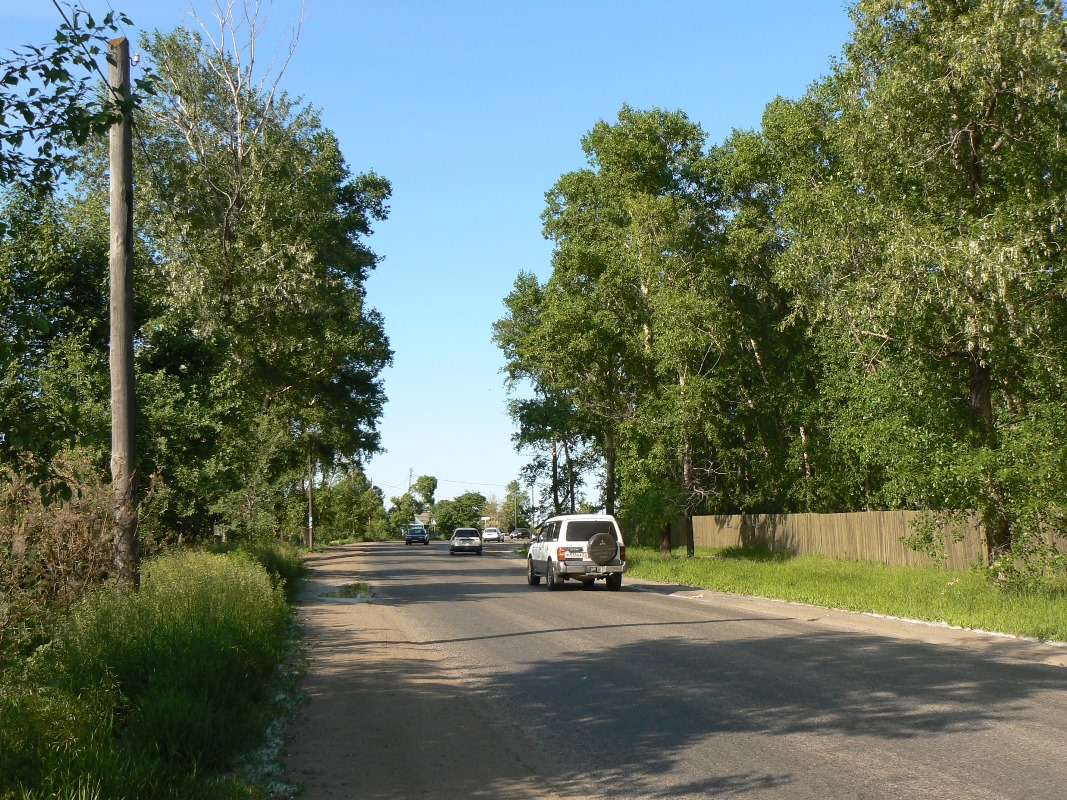 Изображение особи Populus balsamifera.