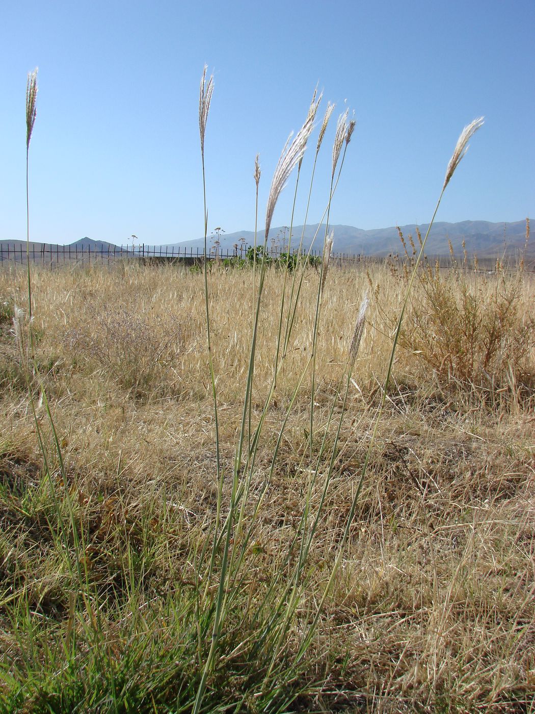 Image of Bothriochloa ischaemum specimen.