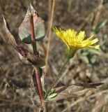 Hieracium robustum