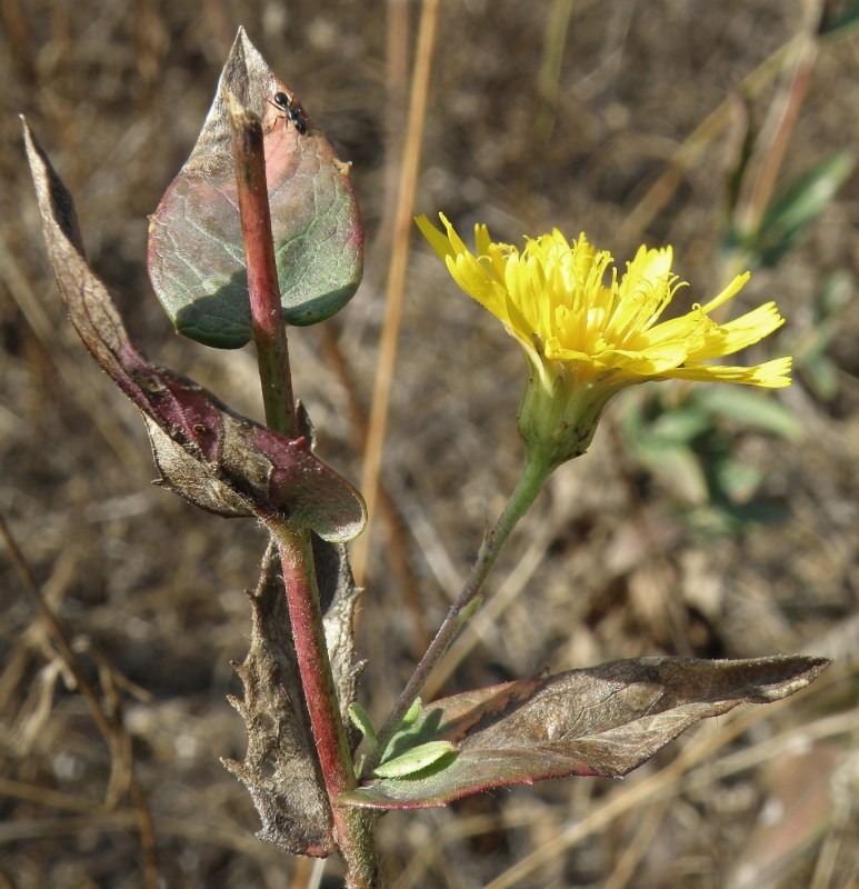 Image of Hieracium robustum specimen.