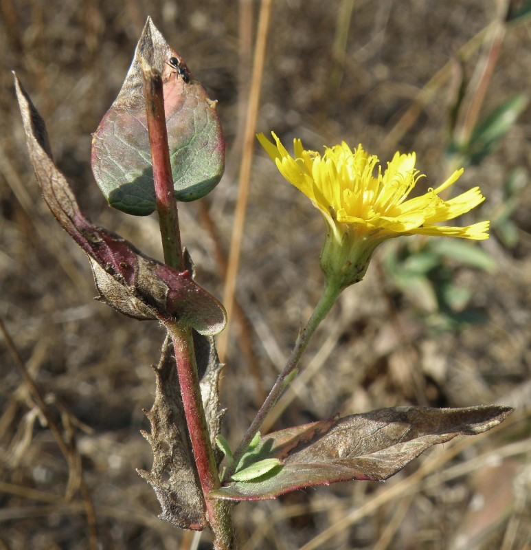 Изображение особи Hieracium robustum.