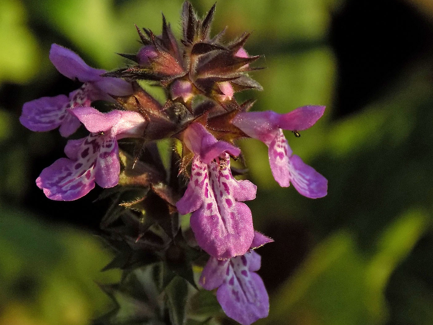 Изображение особи Stachys palustris.