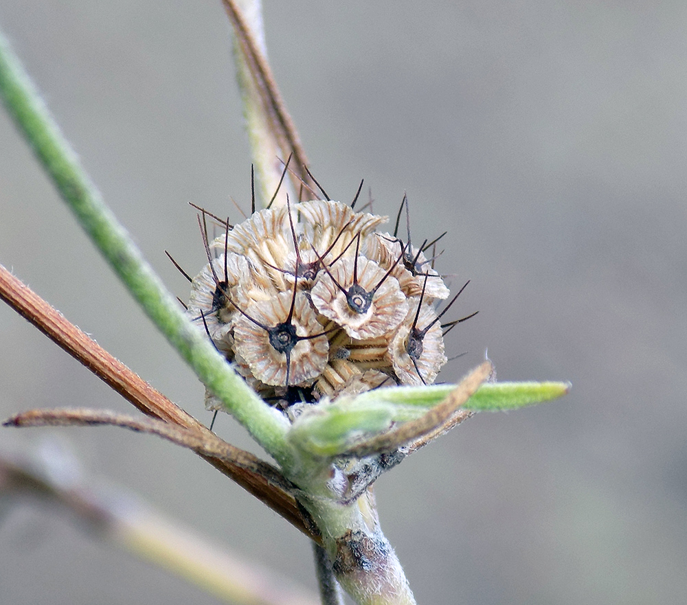 Image of Scabiosa bipinnata specimen.