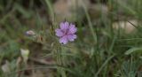 Geranium transversale