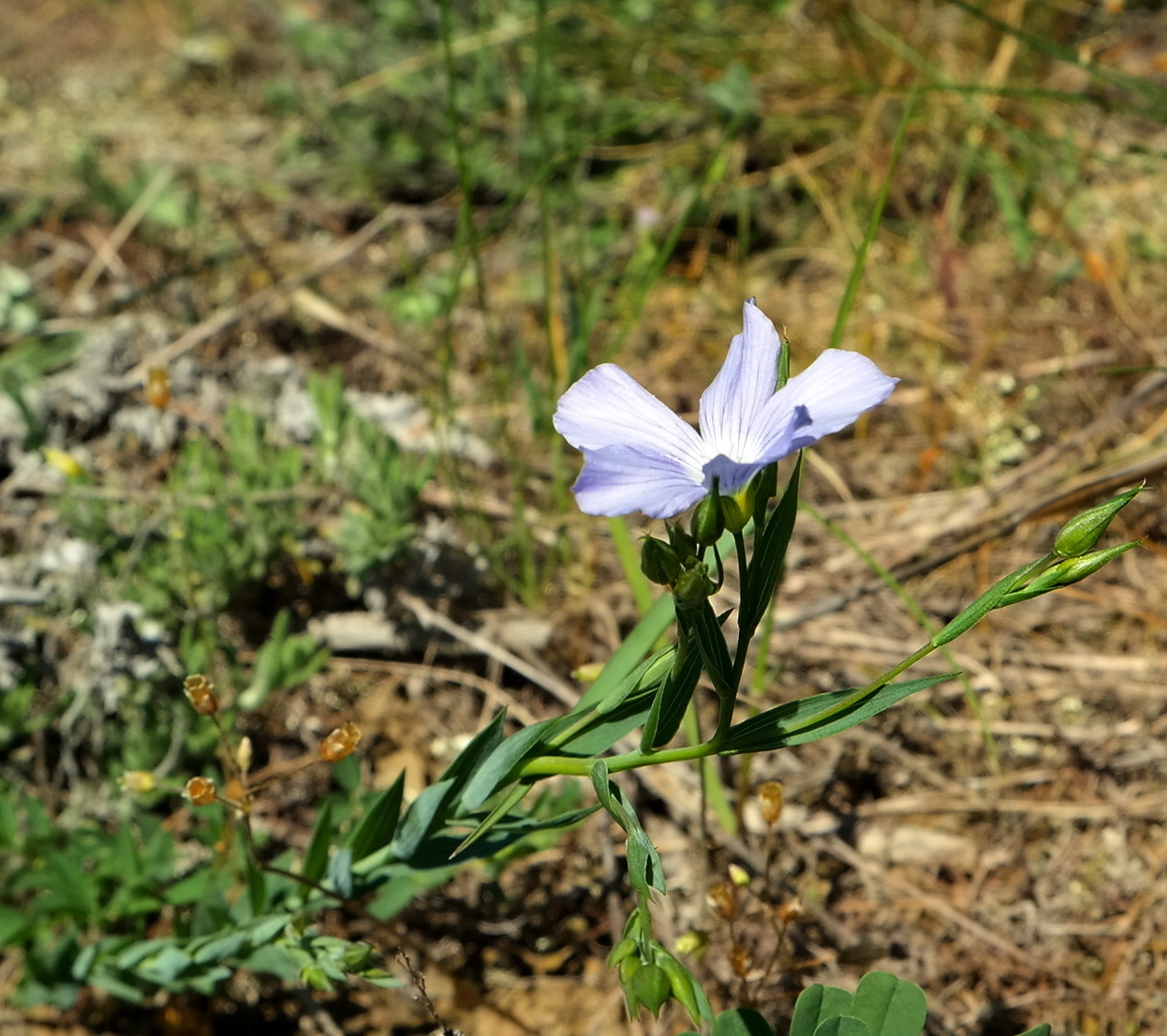 Image of Linum nervosum specimen.