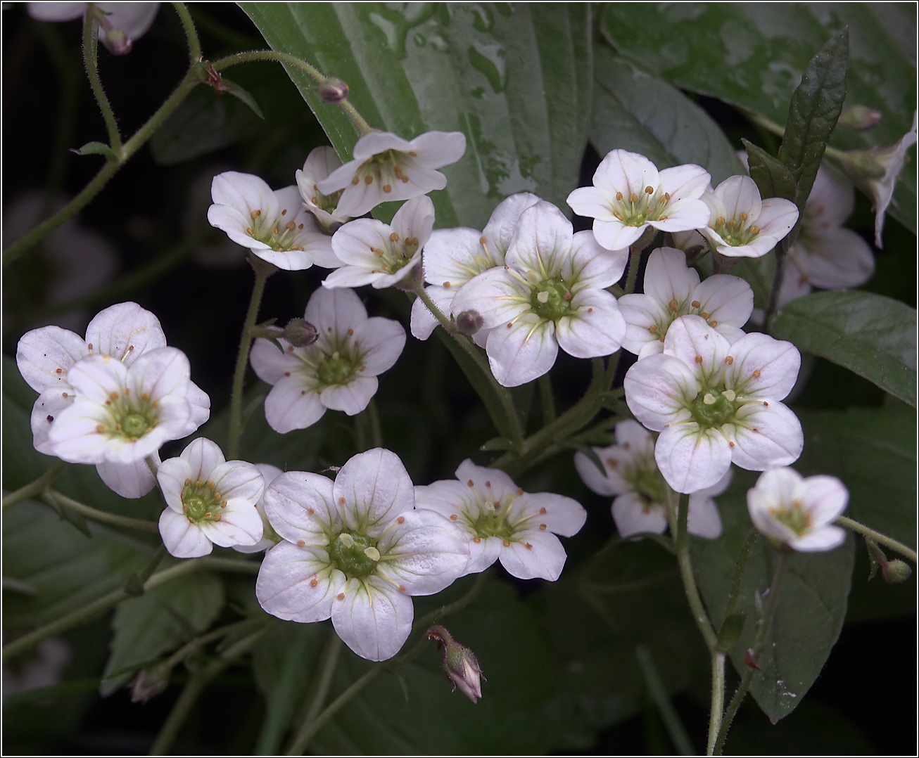 Image of Saxifraga × arendsii specimen.