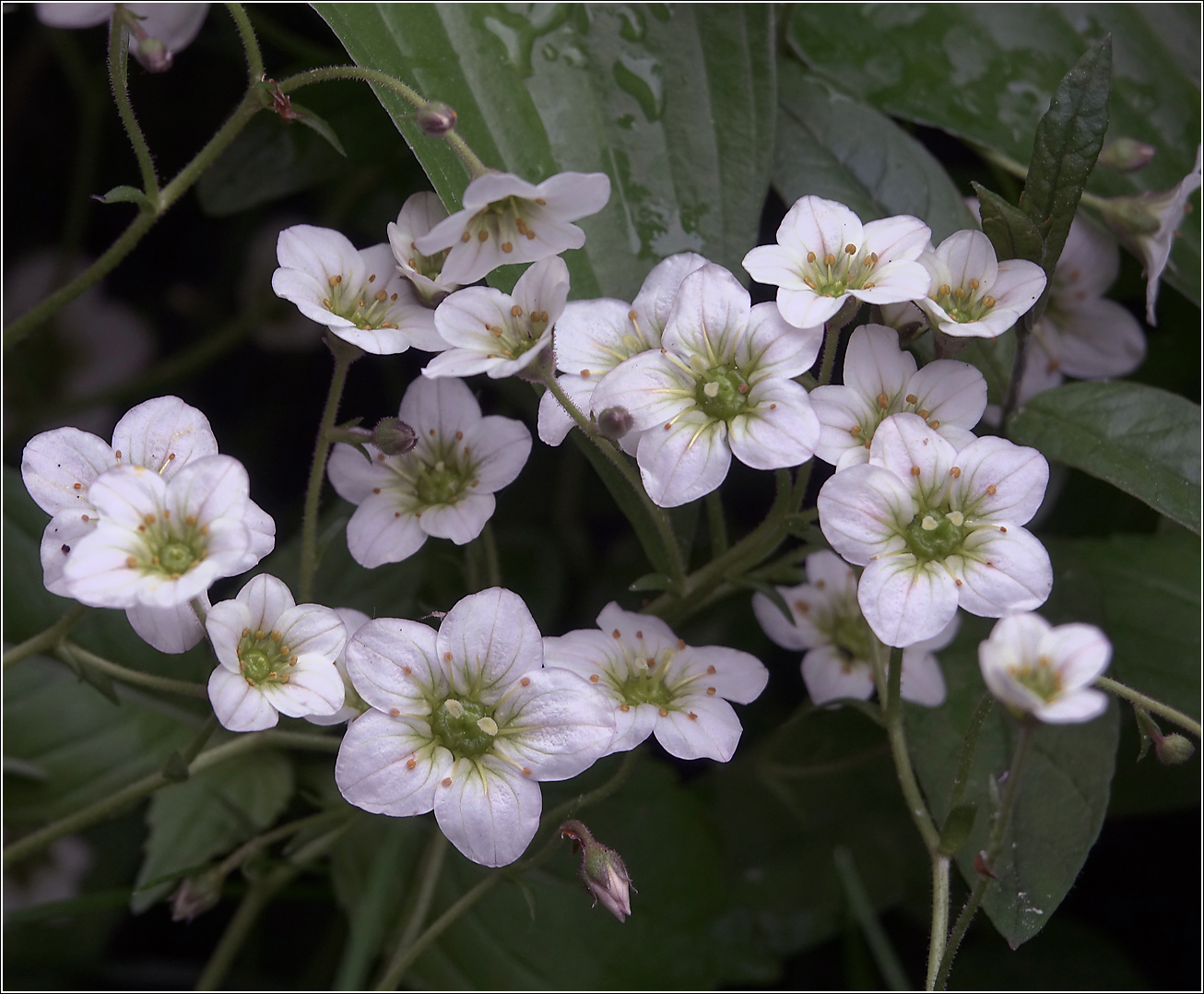 Изображение особи Saxifraga &times; arendsii.