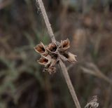 Salvia judaica