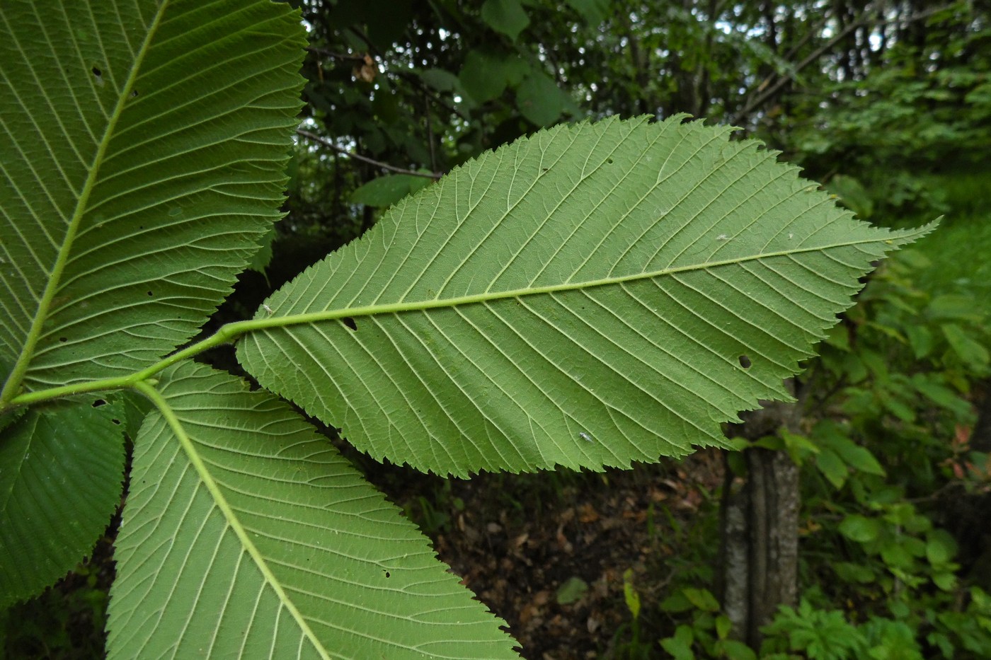 Изображение особи Ulmus glabra.