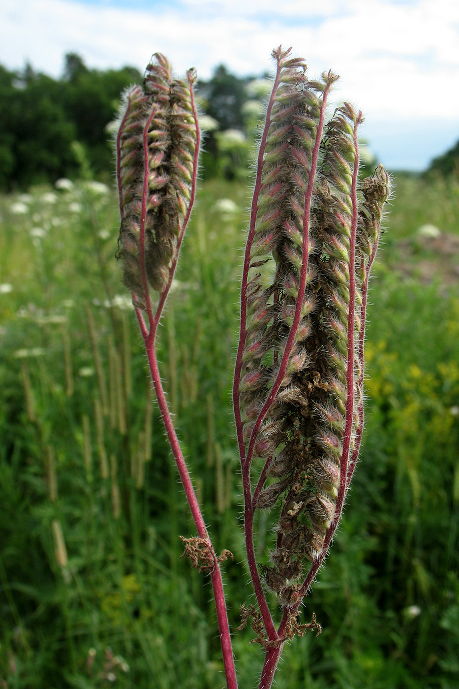 Image of Phacelia tanacetifolia specimen.