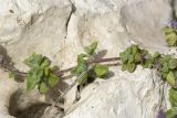 Coleus australis