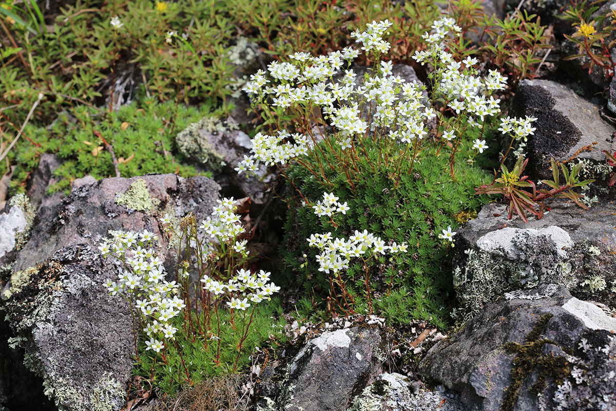 Изображение особи Saxifraga ascoldica.