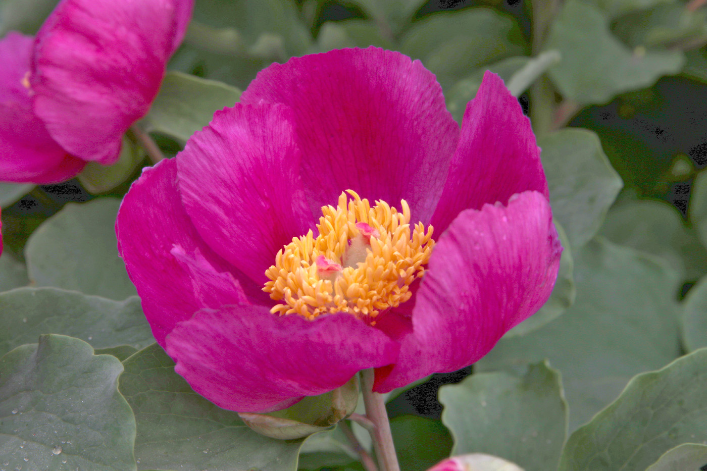 Изображение особи Paeonia daurica.