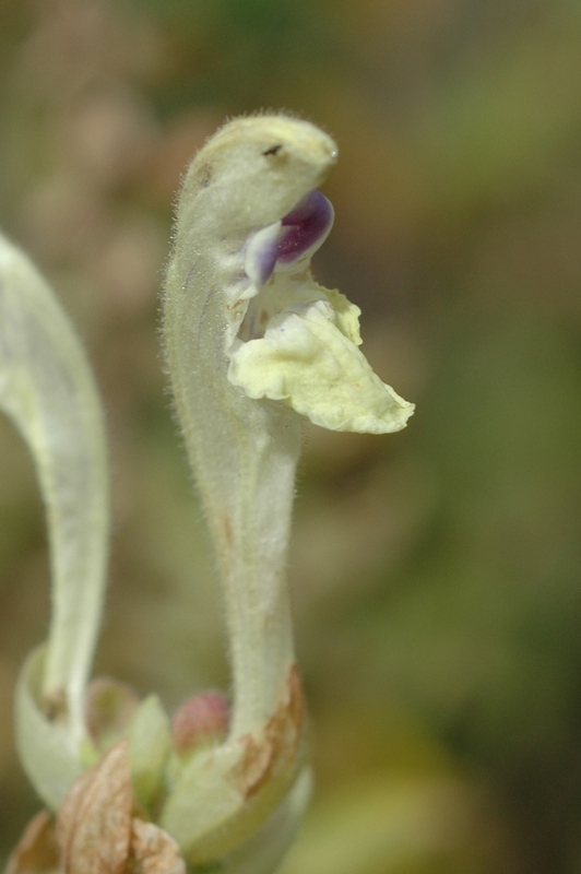 Image of Scutellaria stepposa specimen.