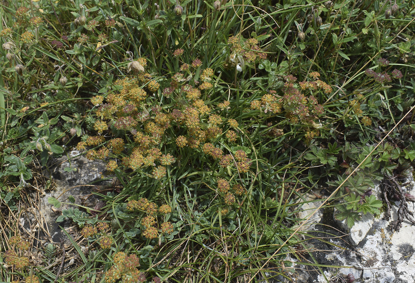 Изображение особи Bupleurum ranunculoides.