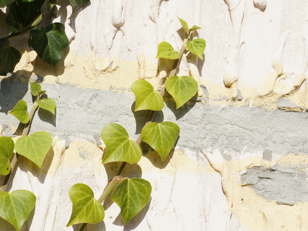 Image of Hedera helix specimen.