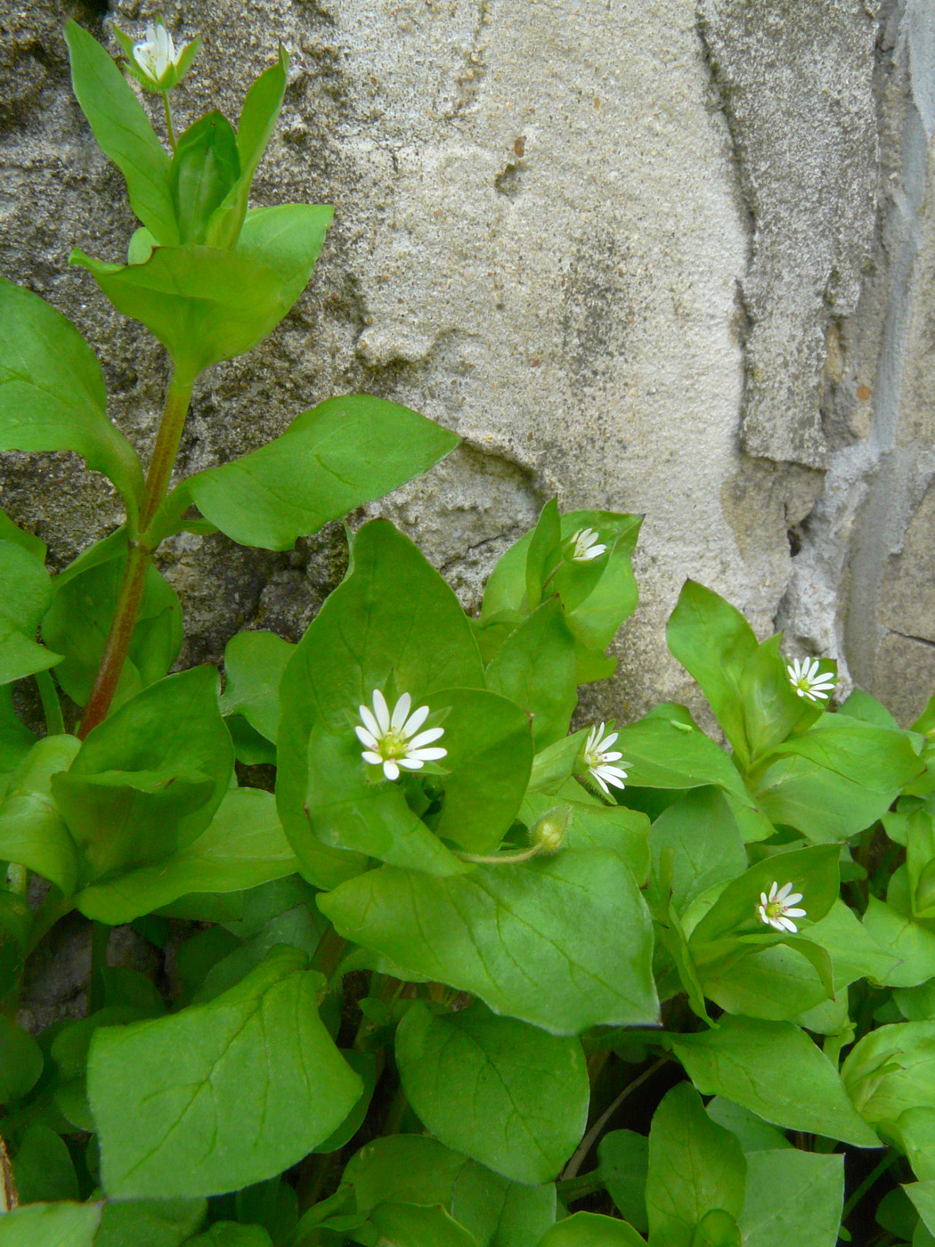 Image of Stellaria neglecta specimen.