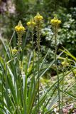 Bulbine narcissifolia