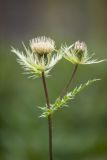 Cirsium obvallatum