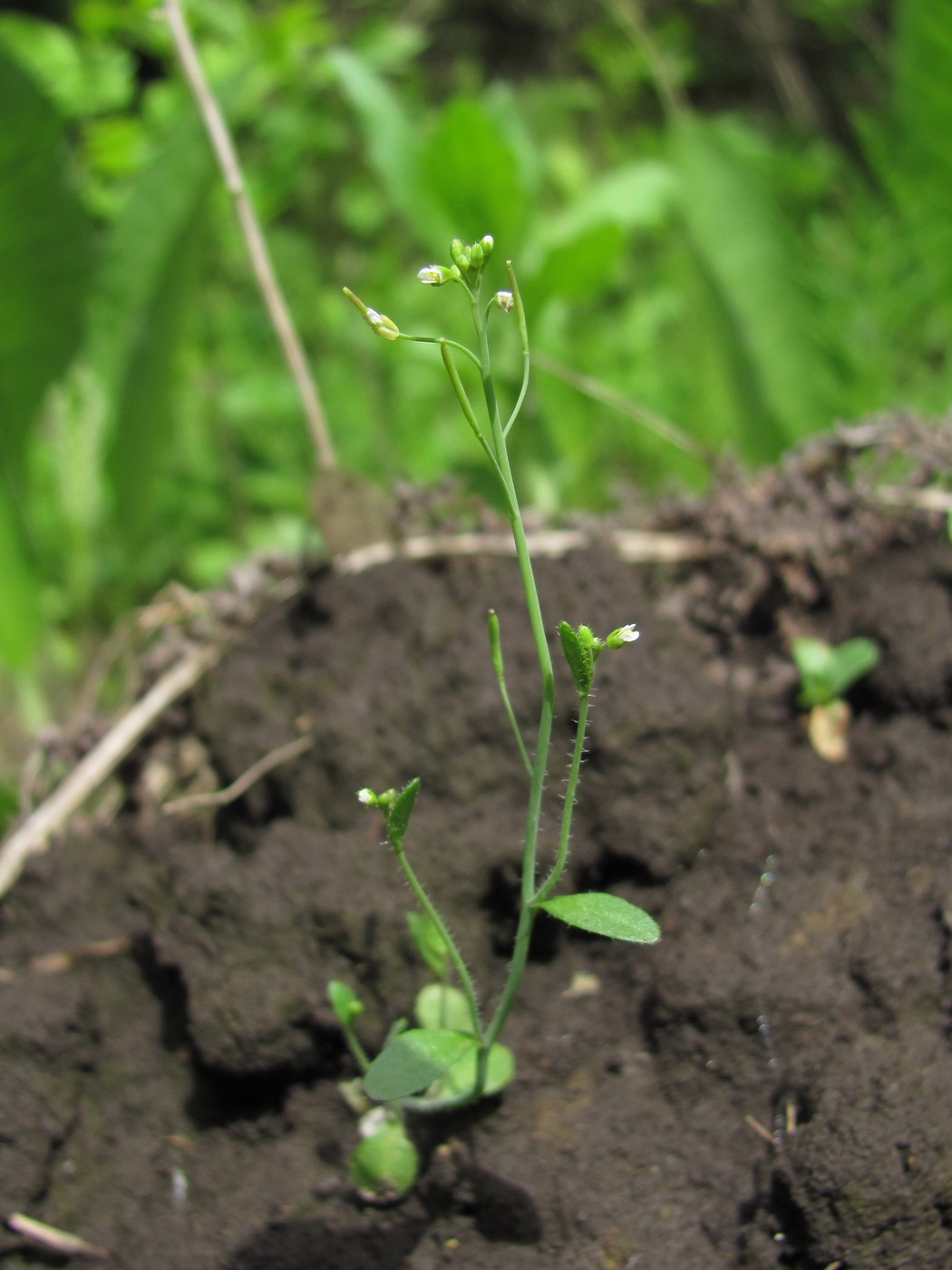 Изображение особи Arabidopsis thaliana.