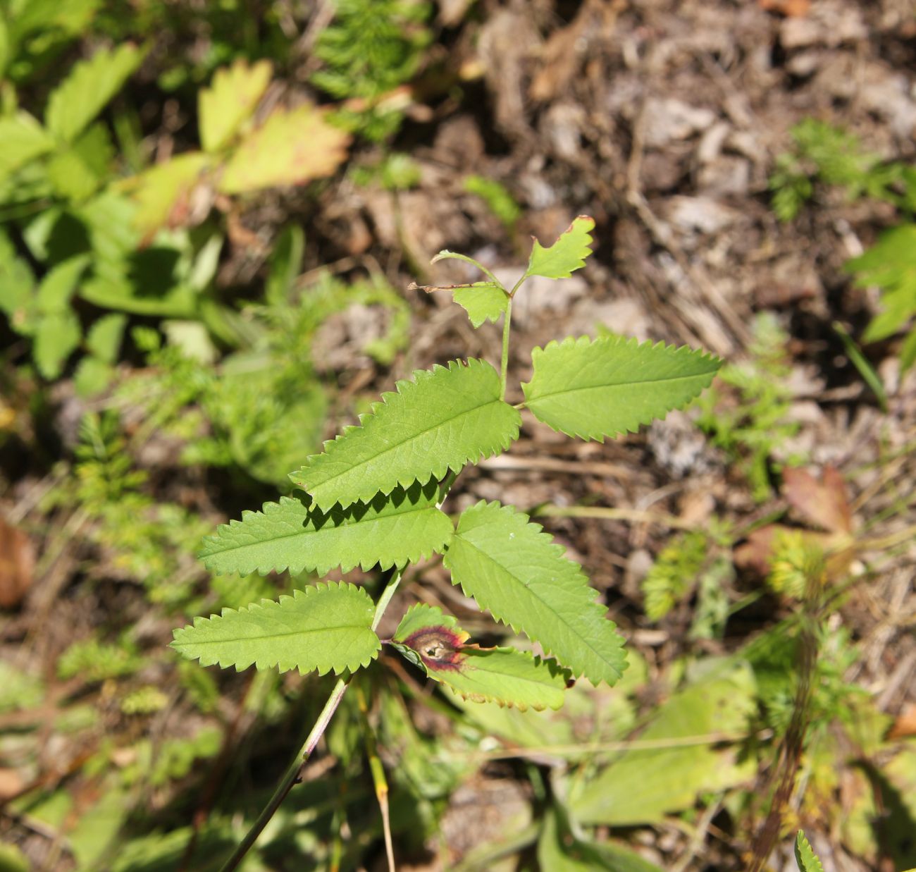 Image of Sanguisorba officinalis specimen.