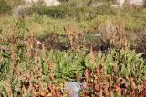 Rumex aquaticus