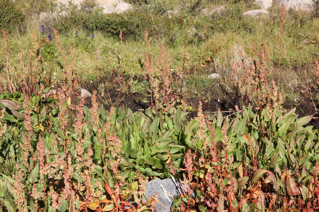 Image of Rumex aquaticus specimen.