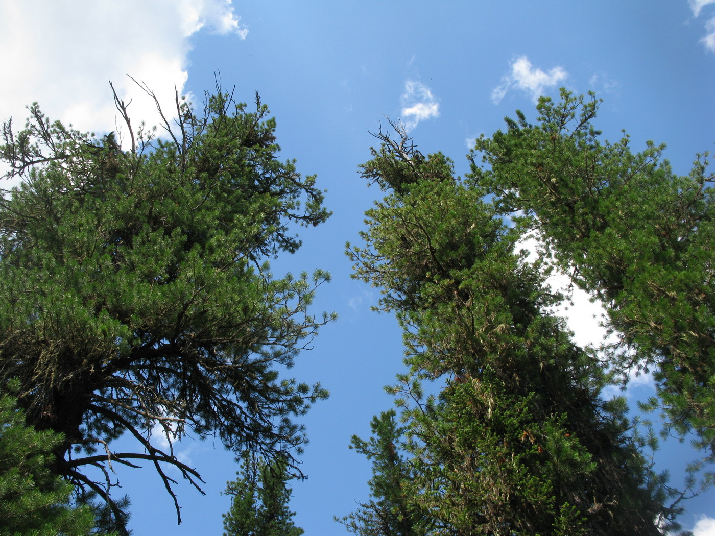 Изображение особи Pinus sibirica.