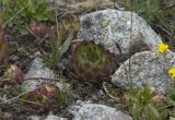 Sempervivum caucasicum. Вегетирующее растение. Кавказ, Приэльбрусье, долина р. Терскол, правобережная морена, высота ок. 2700 м н.у.м. 11.06.2008.