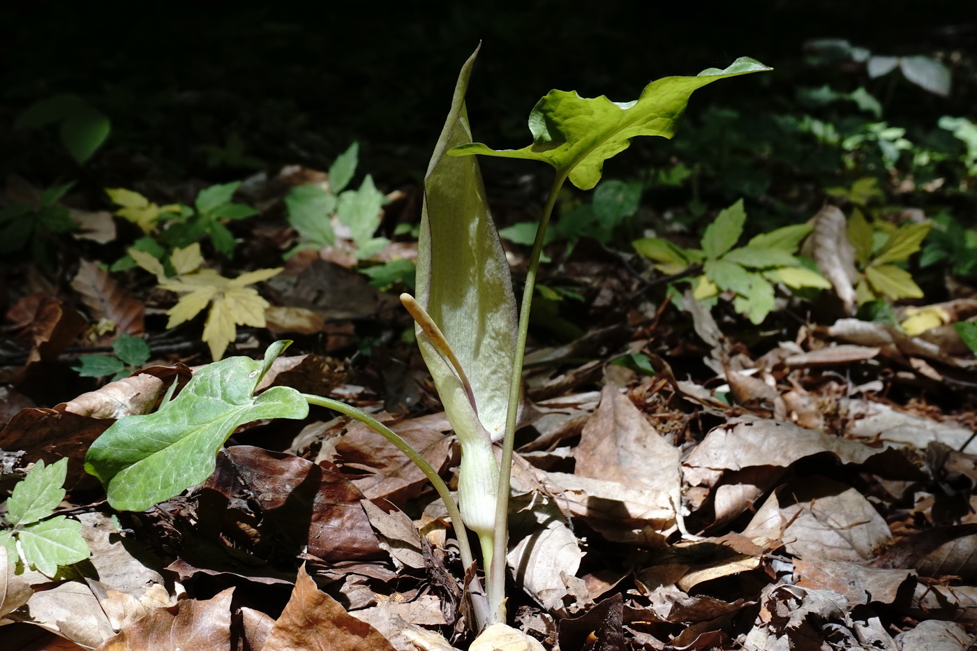 Image of Arum amoenum specimen.