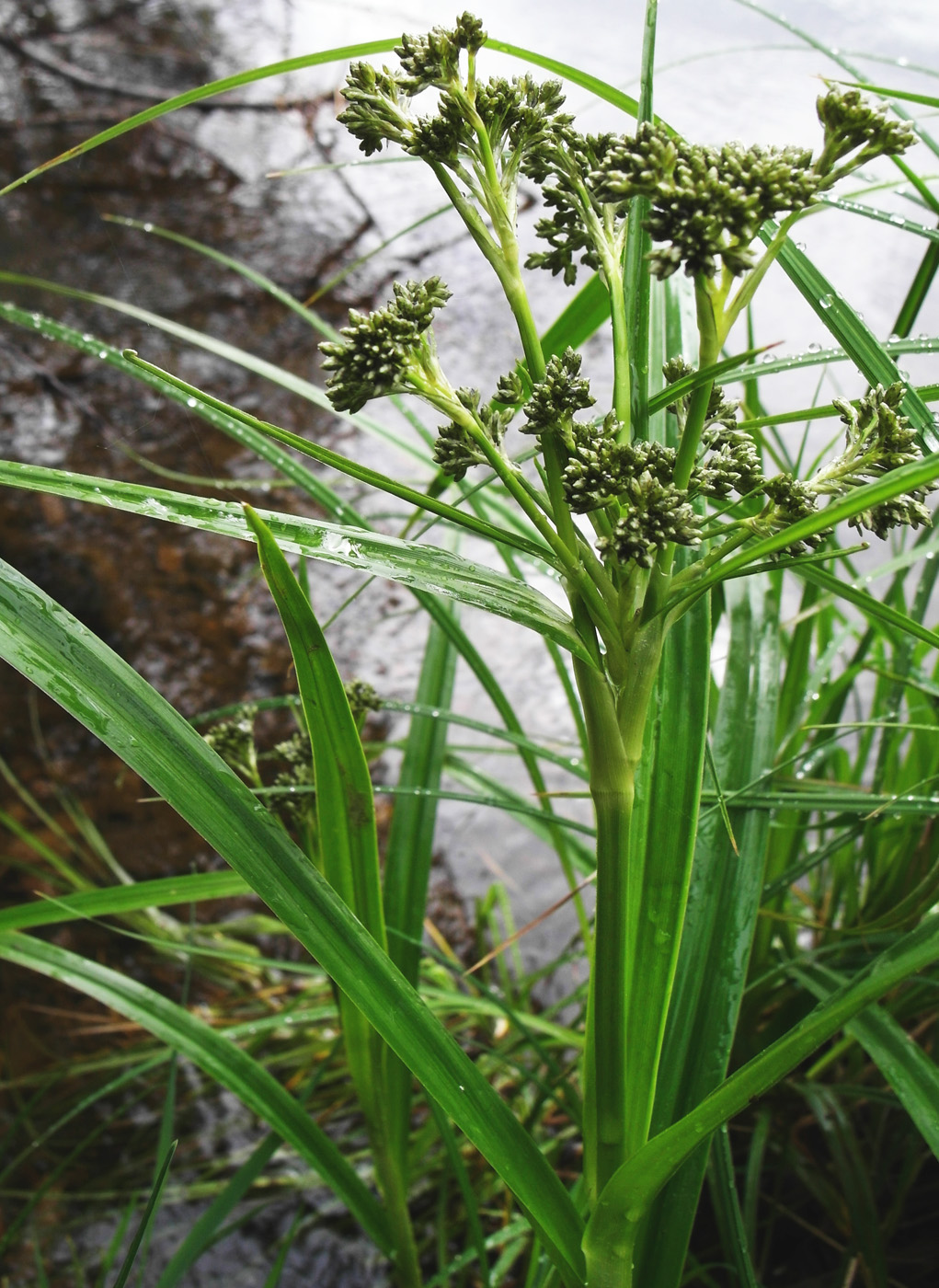 Изображение особи Scirpus sylvaticus.