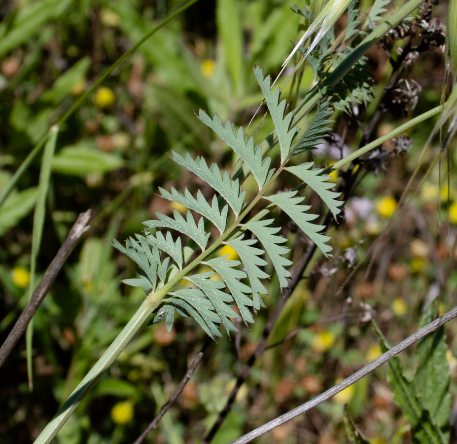 Изображение особи Poterium sanguisorba.